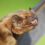 Сотрудники заповедника обнаружили самую крупную летучую мышь Европы
